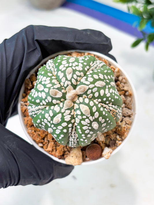 Astrophytum 5-Rib (T11) (y2) | Imported From Taiwan
