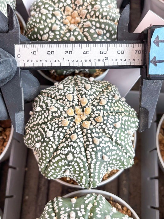 Astrophytum Super Kabuto (t7) (b5) | Imported Plants | 3" Pot