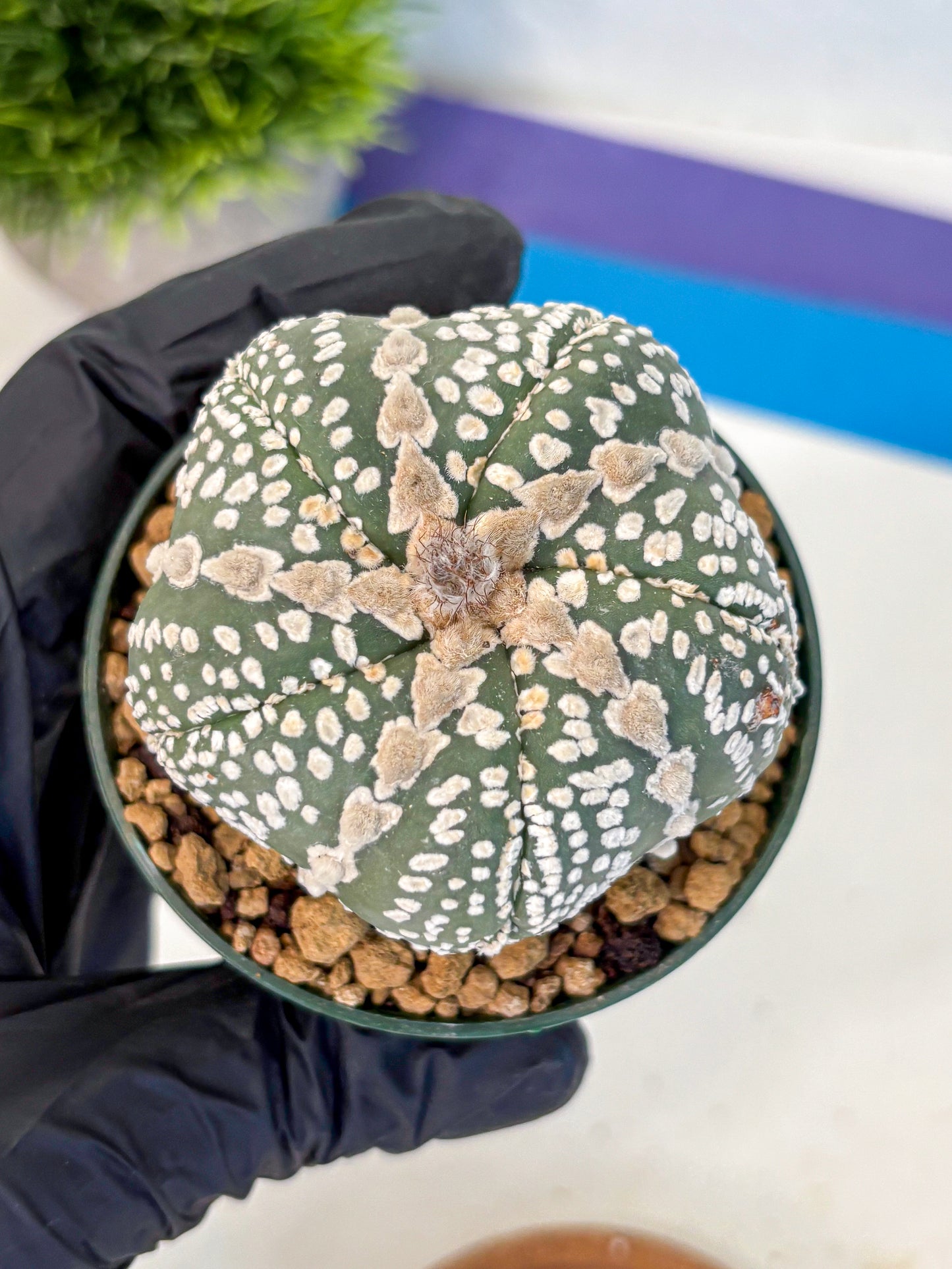 Astrophytum Fukuryu (at8) (12) | Rare Plant | Succulent Cactus