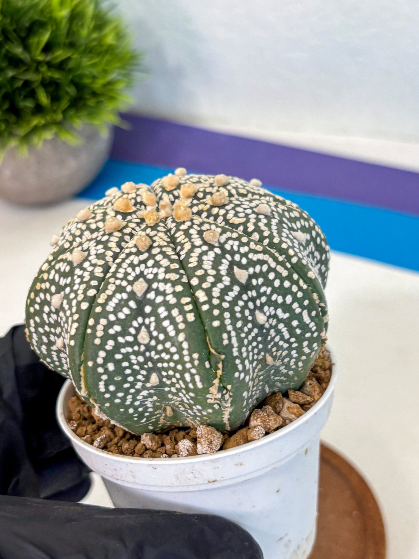Astrophytum Super Kabuto (at10) (13) | sand dollar cactus