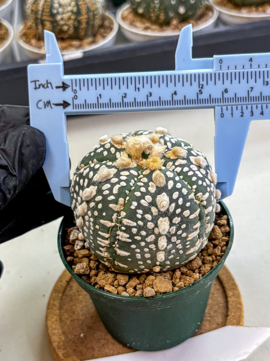 Astrophytum Fukuryu (at8) (13) | Rare Plant | Succulent Cactus