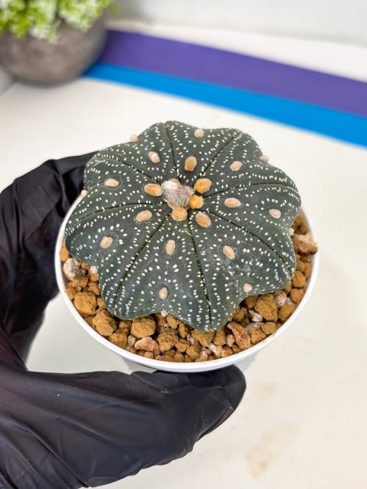 Astrophytum Star Shape (at3) (p7) | Very Rare Cactus