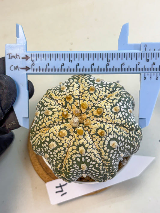 Astrophytum Super Kabuto (at10) (14) | sand dollar cactus