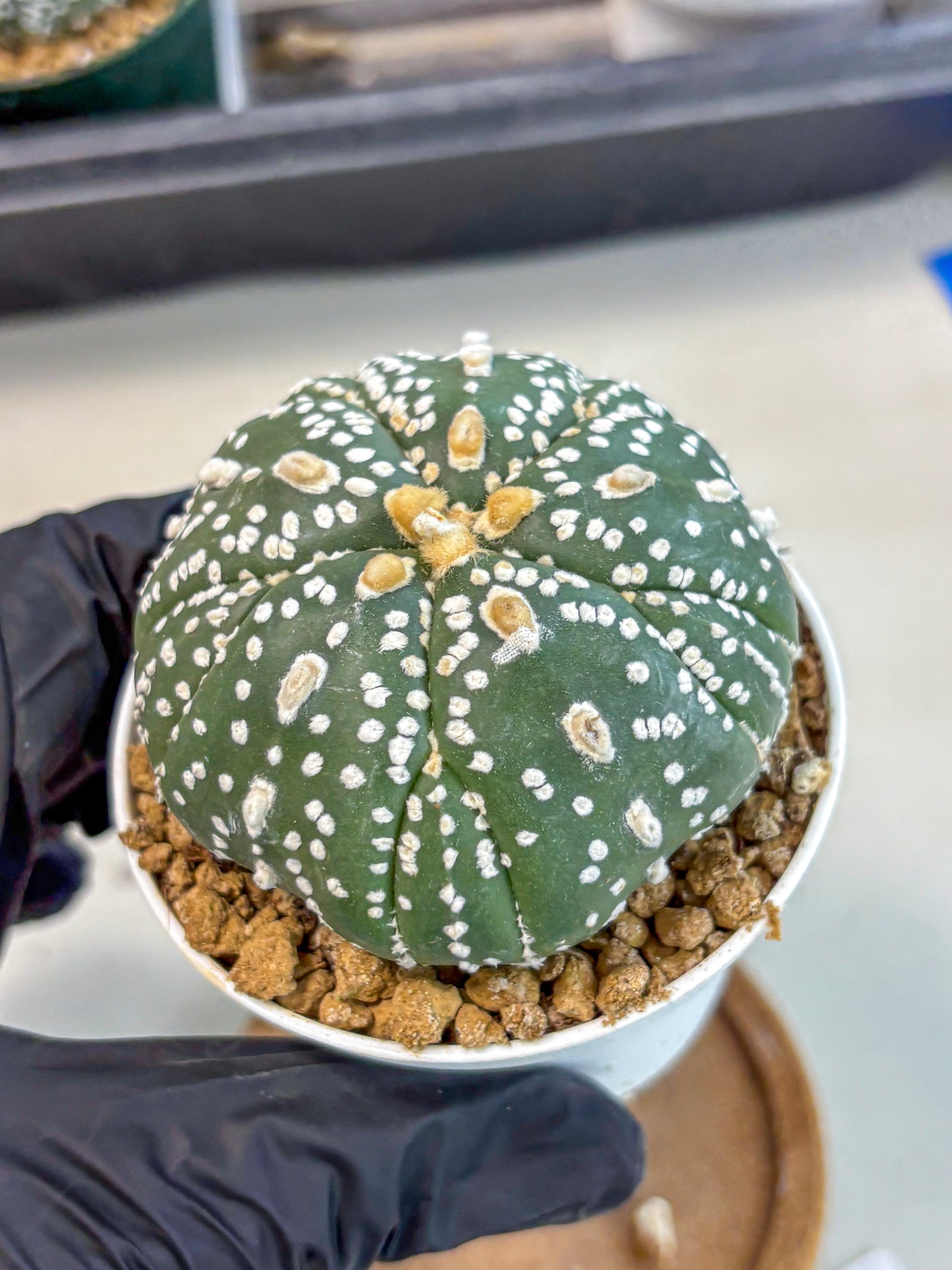 Astrophytum 5-Ribs (at7) (b4) | Living Rocks