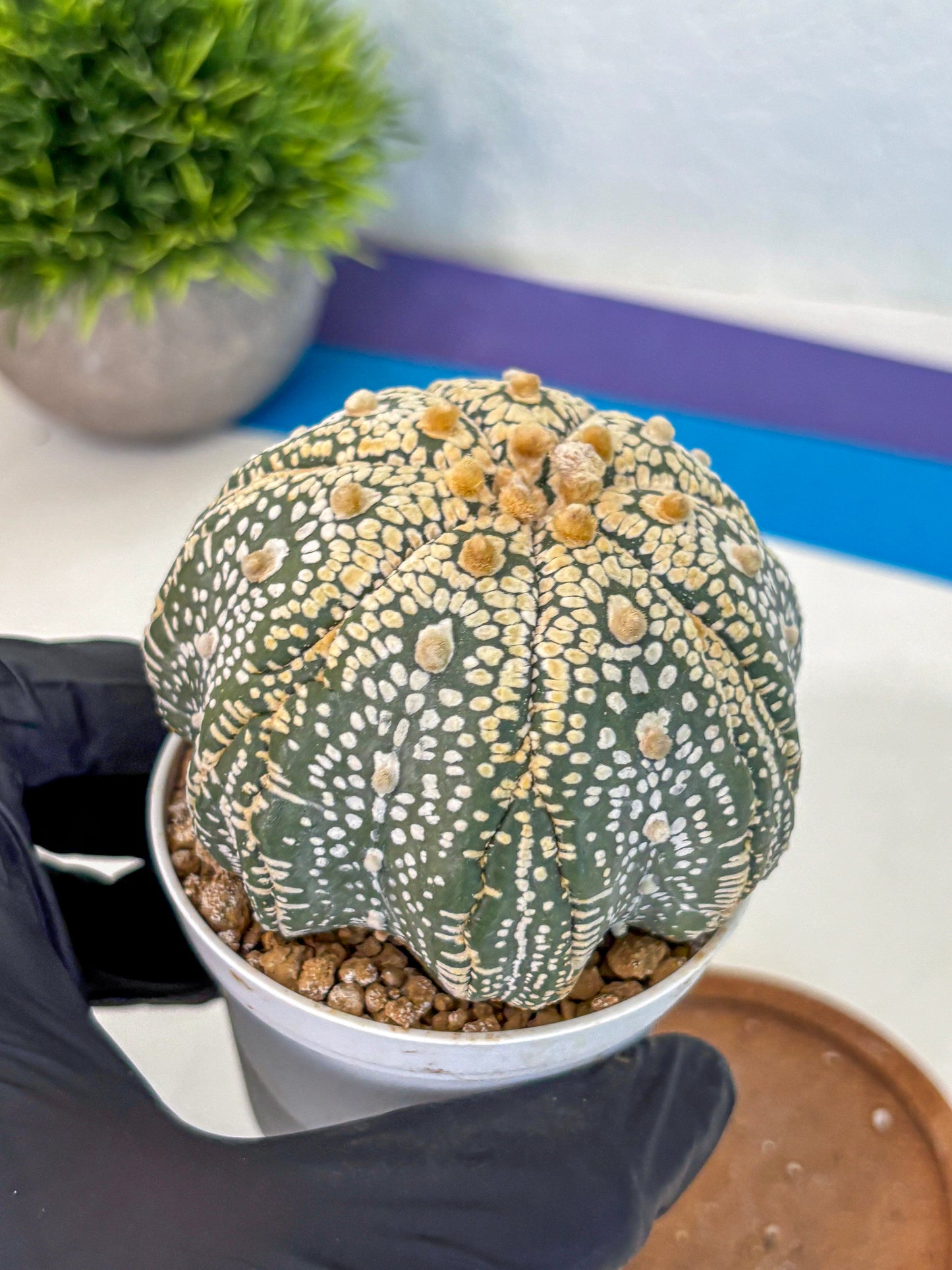 Astrophytum Super Kabuto (at10) (14) | sand dollar cactus