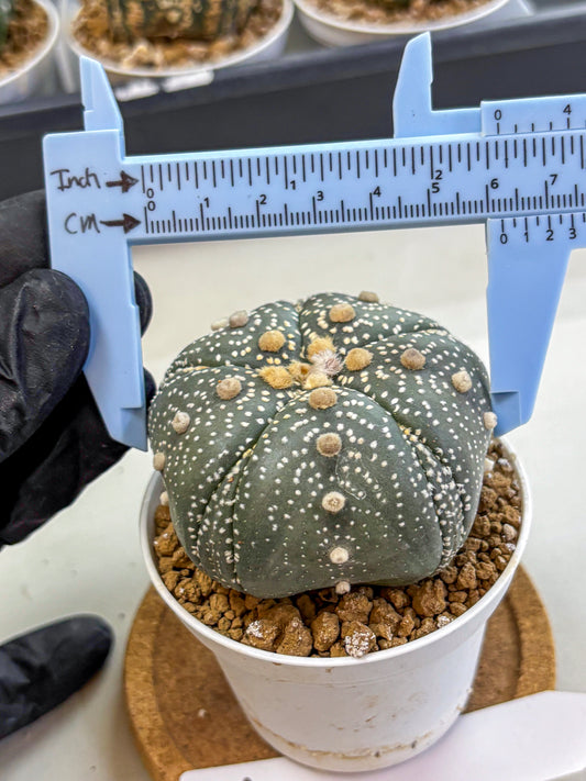 Astrophytum Fukuryu (at8) (14) | Rare Plant | Succulent Cactus