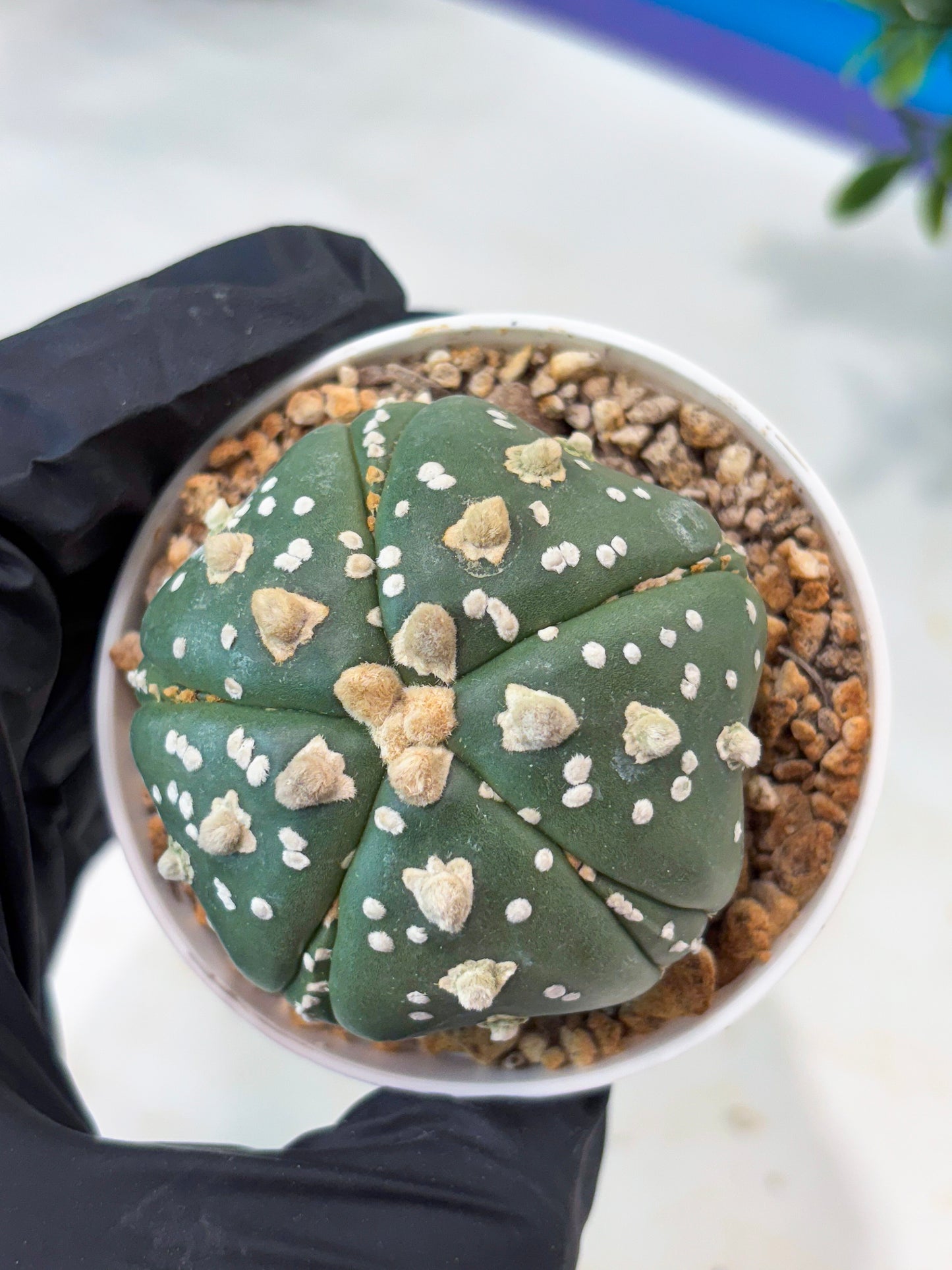 Astrophytum 5-Rib (T11) (y5) | Imported From Taiwan