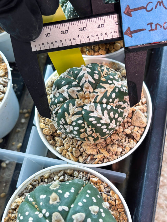 Astrophytum 5-Rib (T11) (y6) | Imported From Taiwan