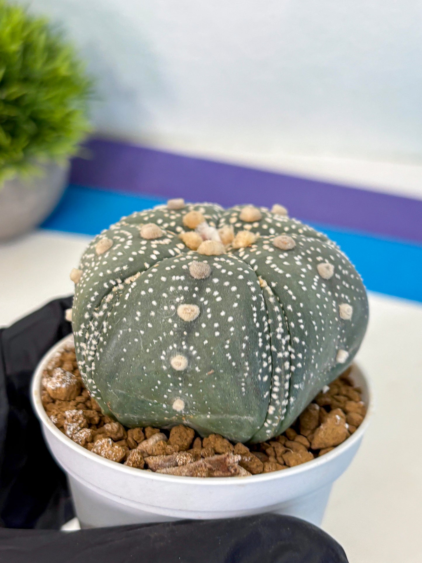Astrophytum Fukuryu (at8) (14) | Rare Plant | Succulent Cactus