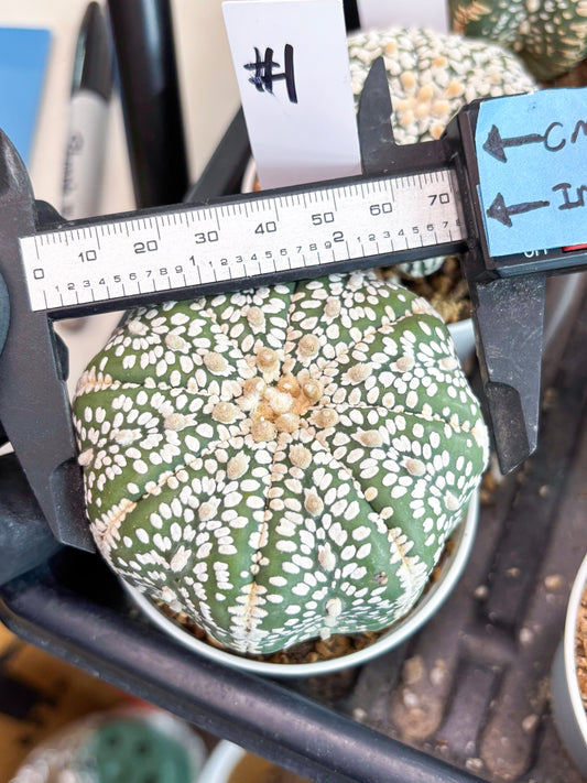 Astrophytum Super Kabuto (t7) (p1) | Imported Plants | 3" Pot