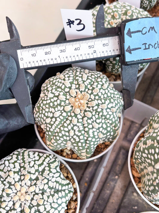 Astrophytum Super Kabuto (t7) (p3) | Imported Plants | 3" Pot