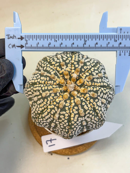 Astrophytum Super Kabuto (at10) (17) | sand dollar cactus