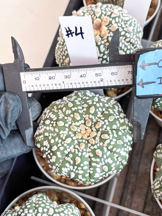 Astrophytum Super Kabuto (t7) (p4) | Imported Plants | 3" Pot