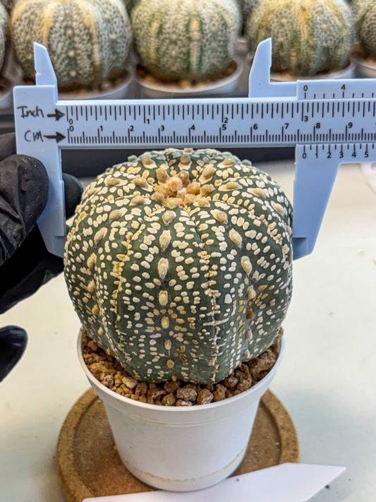 Astrophytum Super Kabuto (at10) (18) | sand dollar cactus