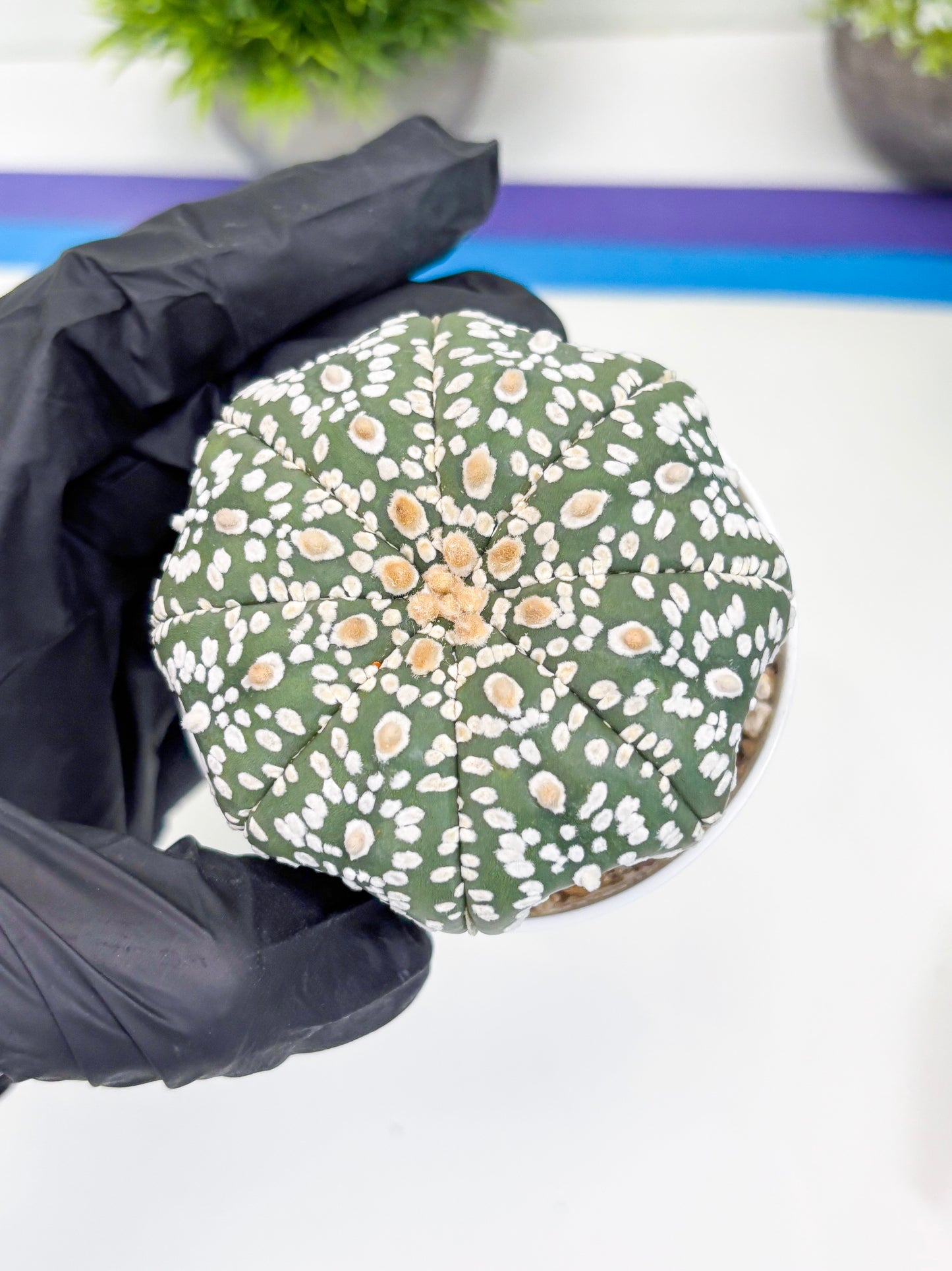 Astrophytum Super Kabuto (t7) (p4) | Imported Plants | 3" Pot