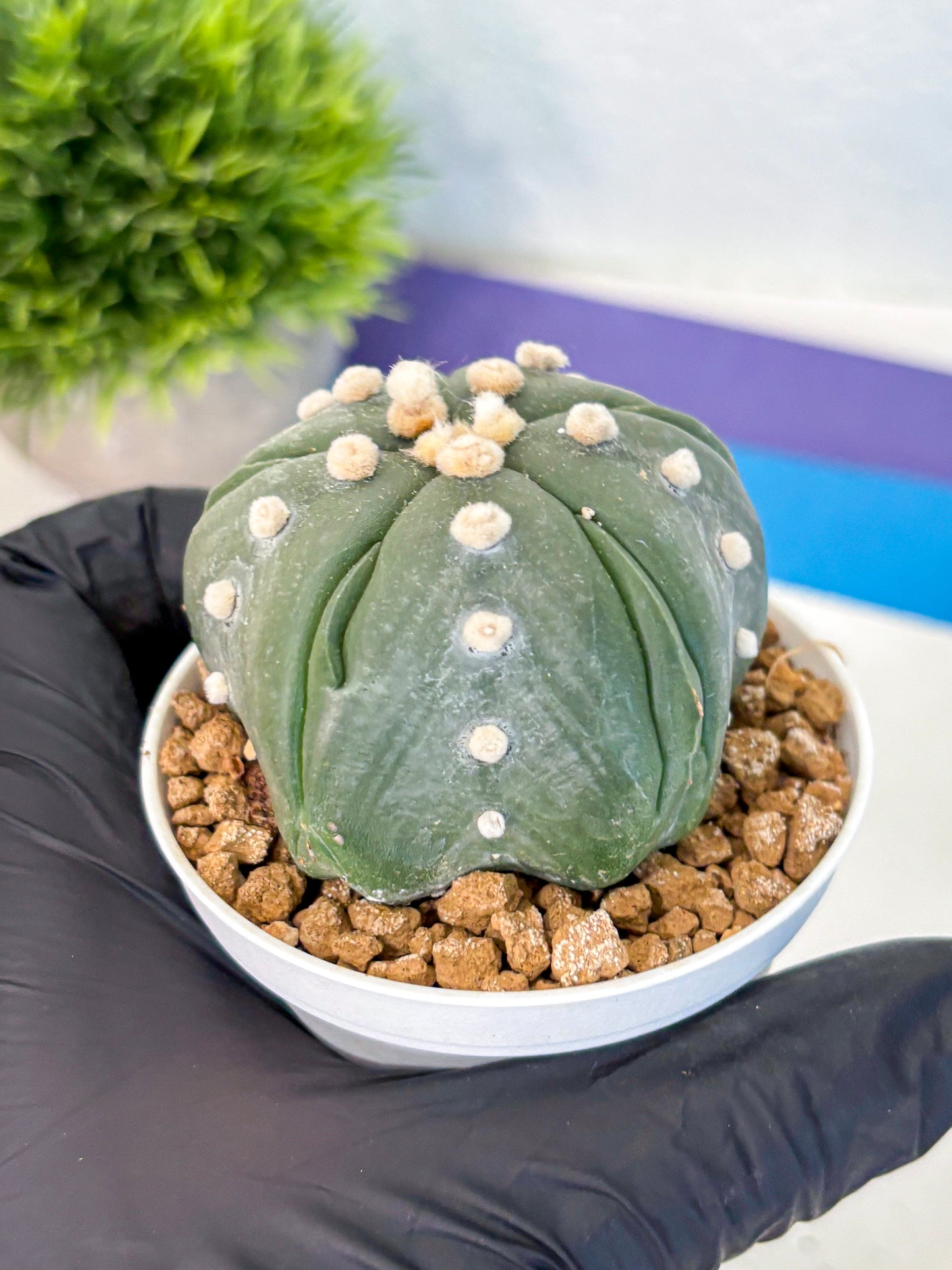Astrophytum Fukuryu (at8) (17) | Rare Plant | Succulent Cactus