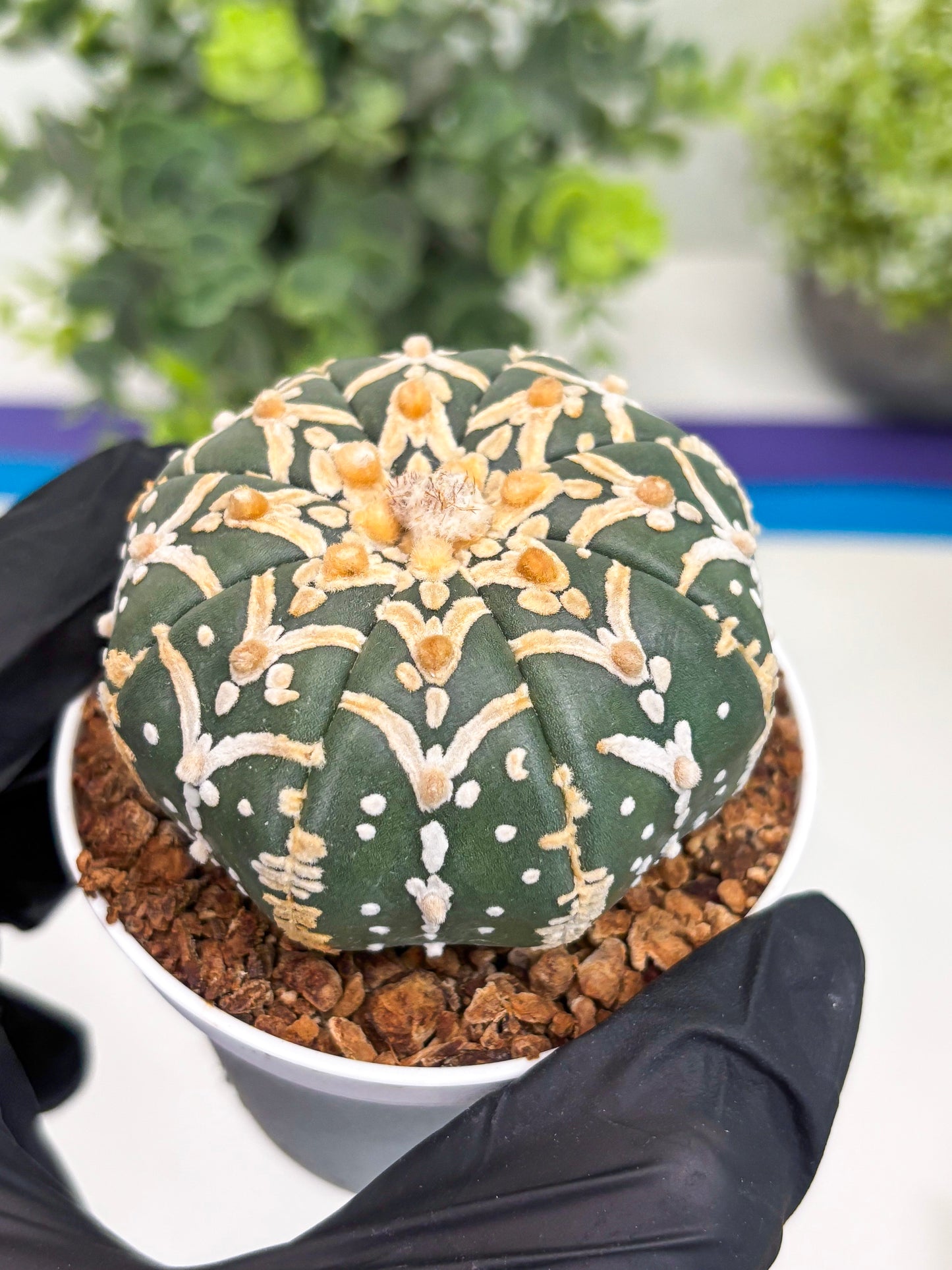 Astrophytum Super Kabuto V Type (T4) (y5) | Las Vegas Seller | 3" Pot