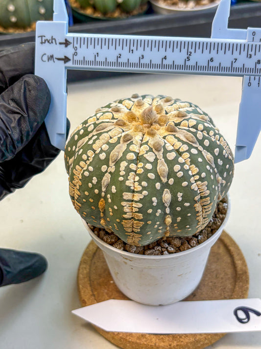 Astrophytum V Type Nudum (at9) (06) | Live Cactus