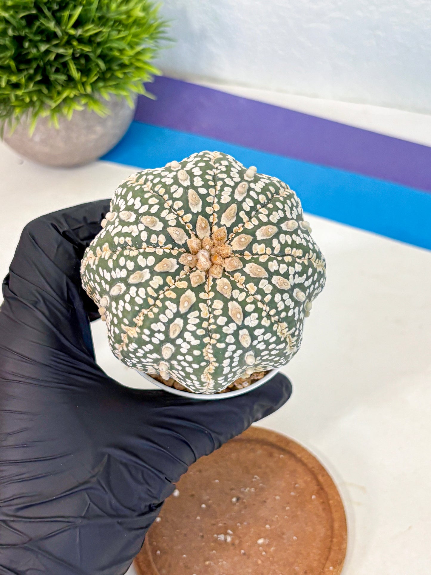 Astrophytum Super Kabuto (at10) (18) | sand dollar cactus