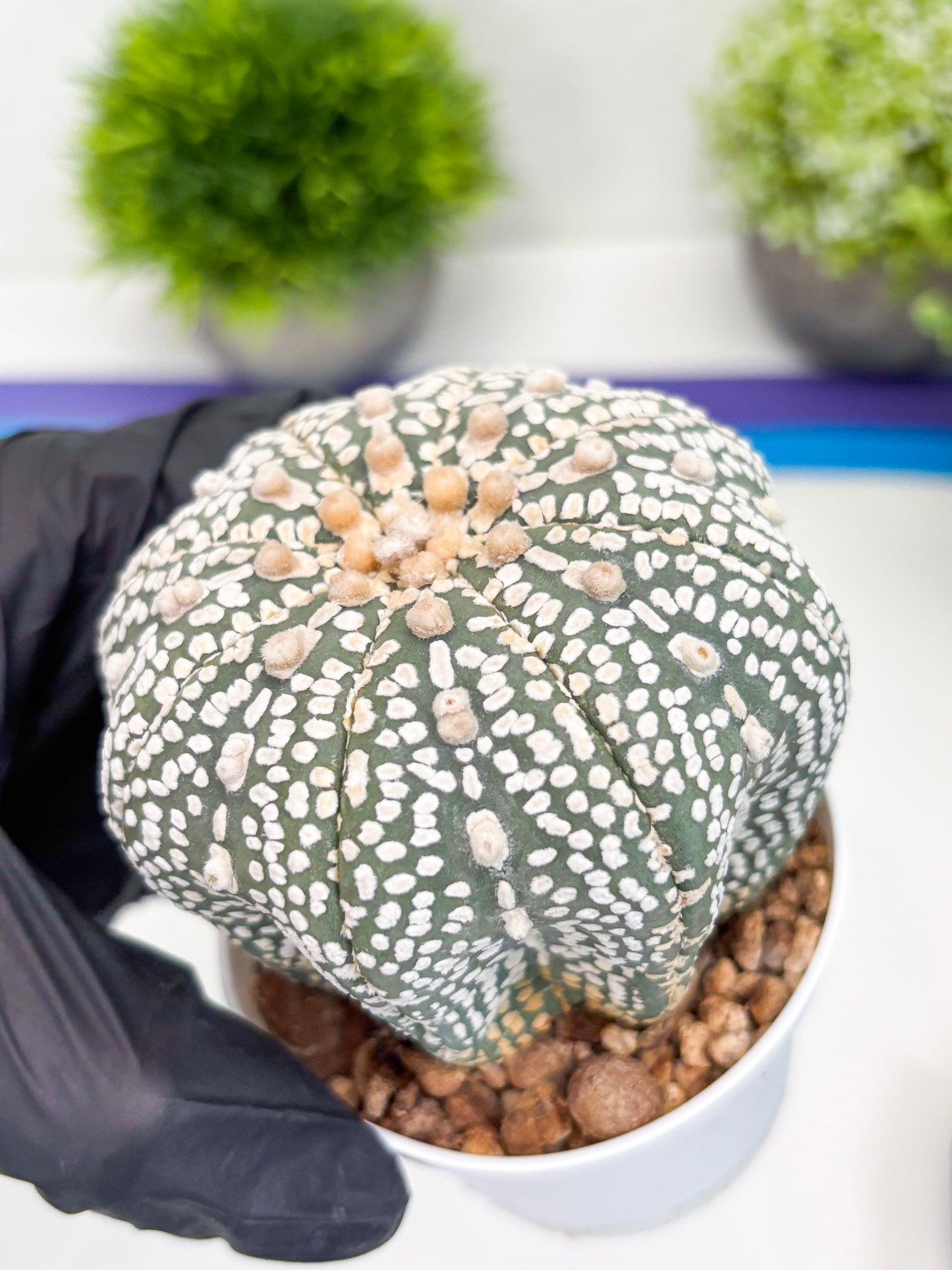 Astrophytum Super Kabuto (t7) (p6) | Imported Plants | 3" Pot