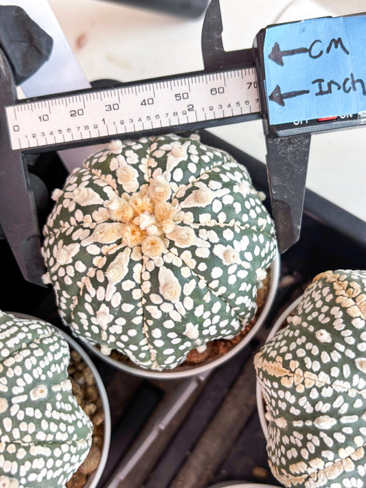 Astrophytum Super Kabuto (t7) (p7) | Imported Plants | 3" Pot