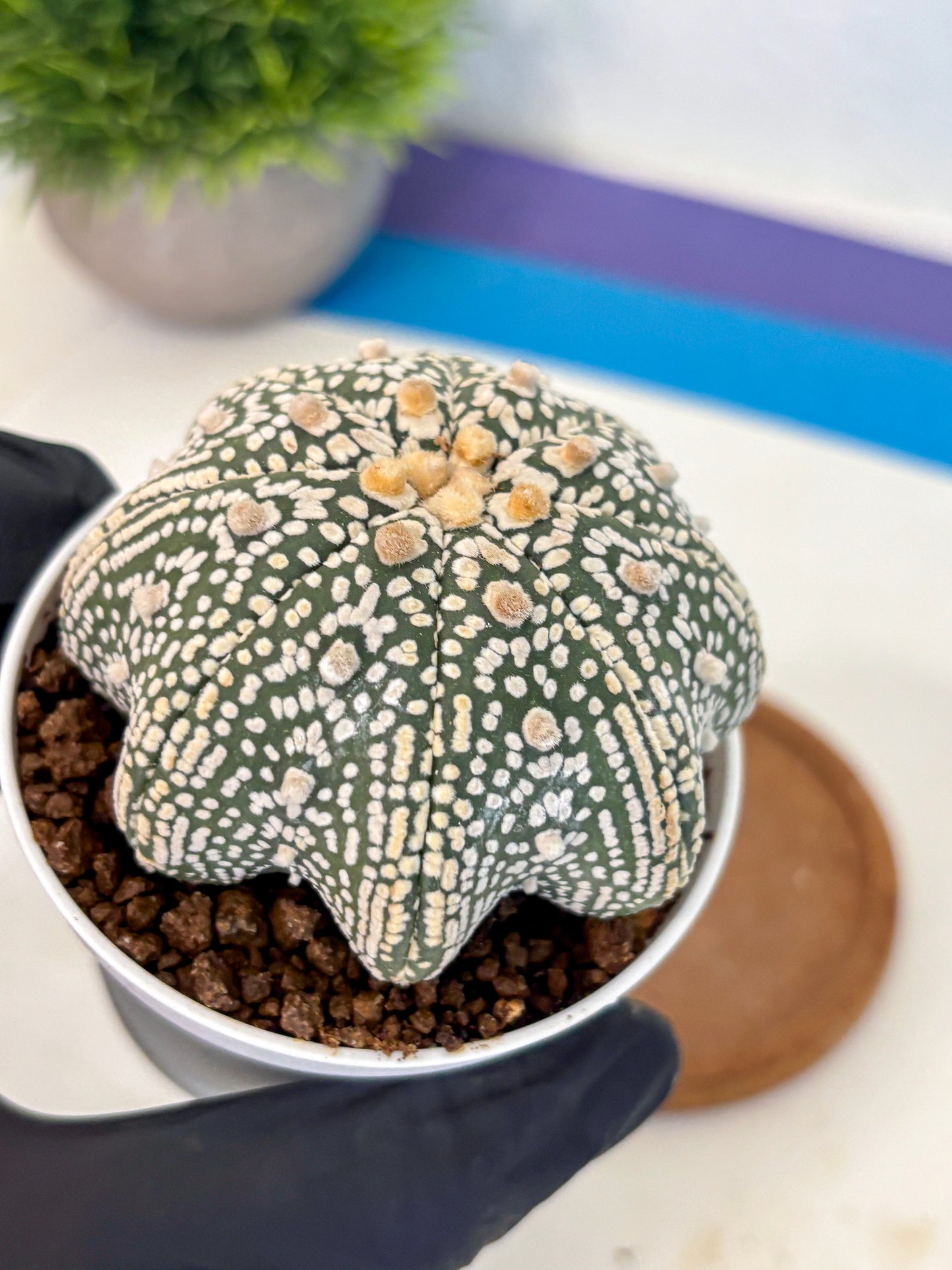 Astrophytum V Type (at5) (05) | Sea urchin cactus