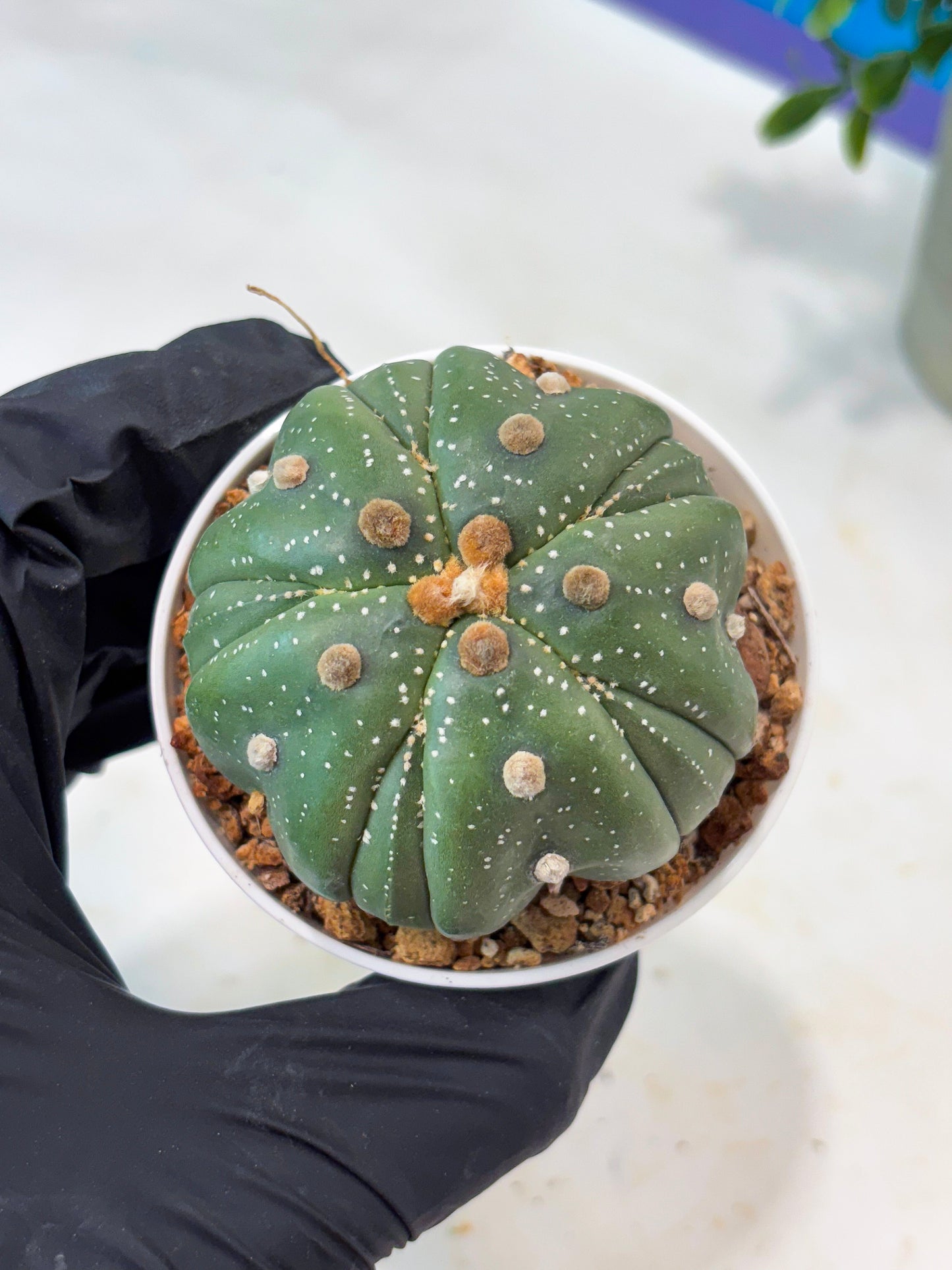 Astrophytum 5-Rib (T11) (g7) | Imported From Taiwan