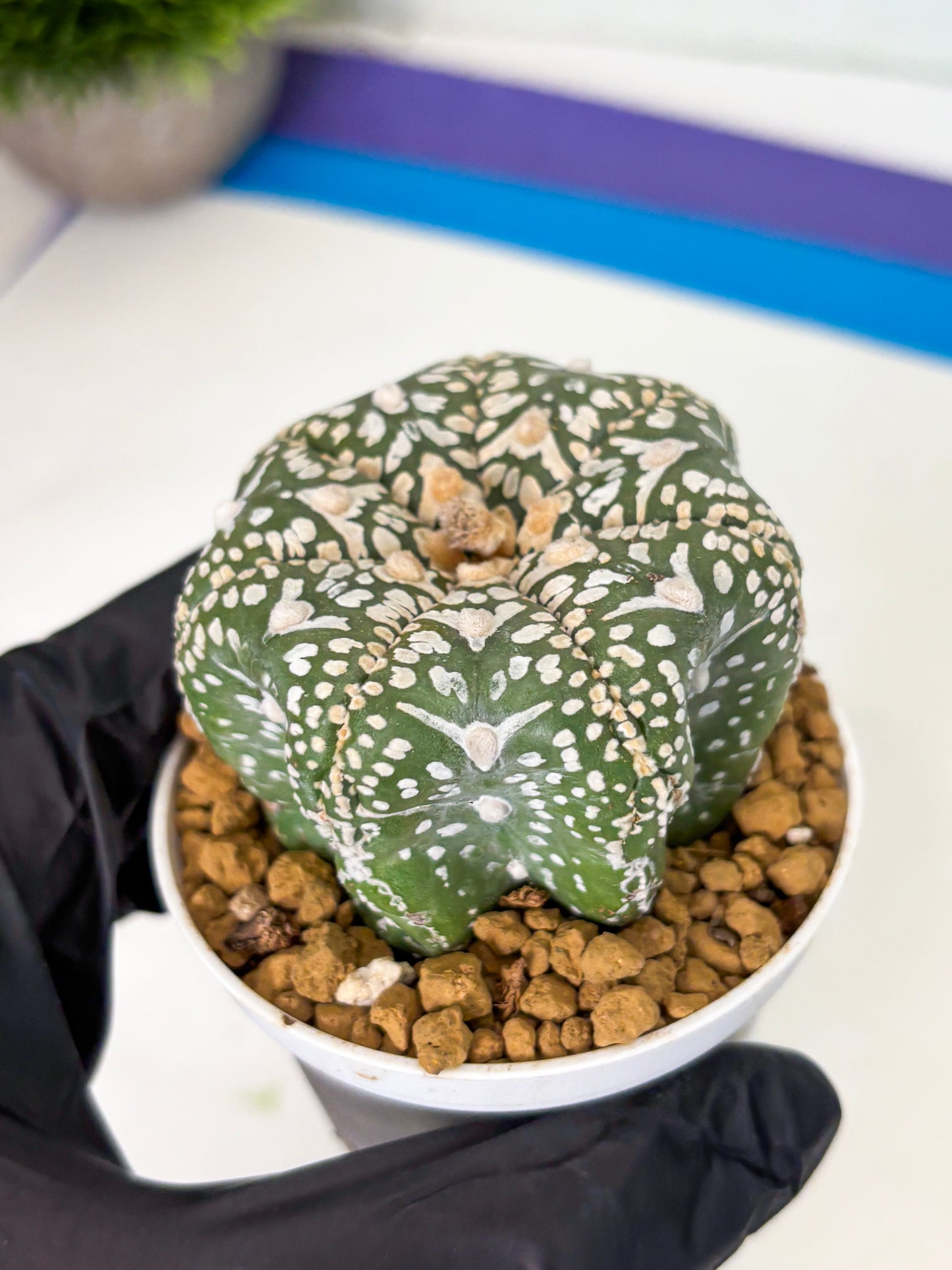 Astrophytum Star Shape (at4) (g3) | Imported Plant