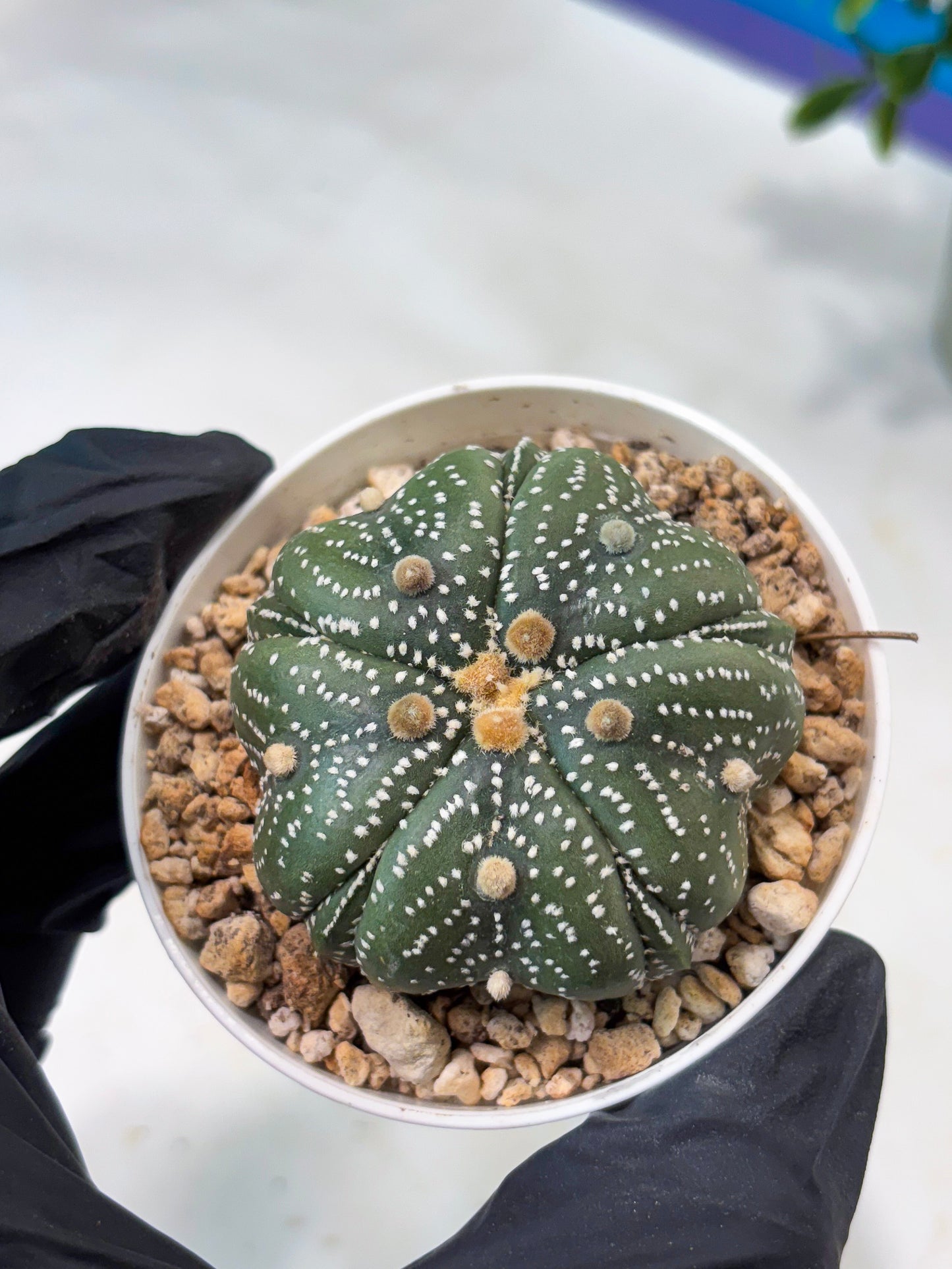 Astrophytum 5-Rib (T11) (y1) | Imported From Taiwan