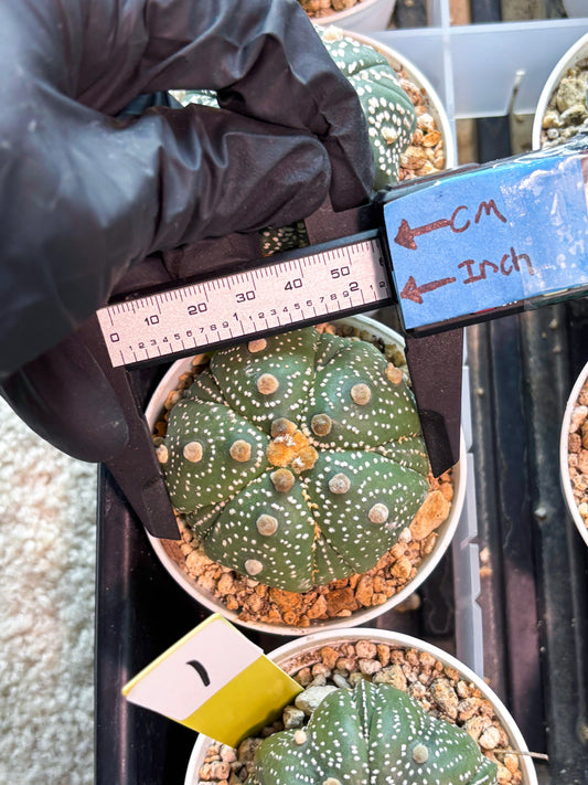 Astrophytum 5-Rib (T11) (y2) | Imported From Taiwan