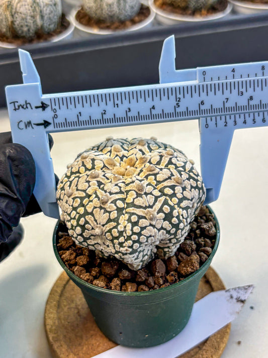 Astrophytum V Type (at5) (06) | Sea urchin cactus