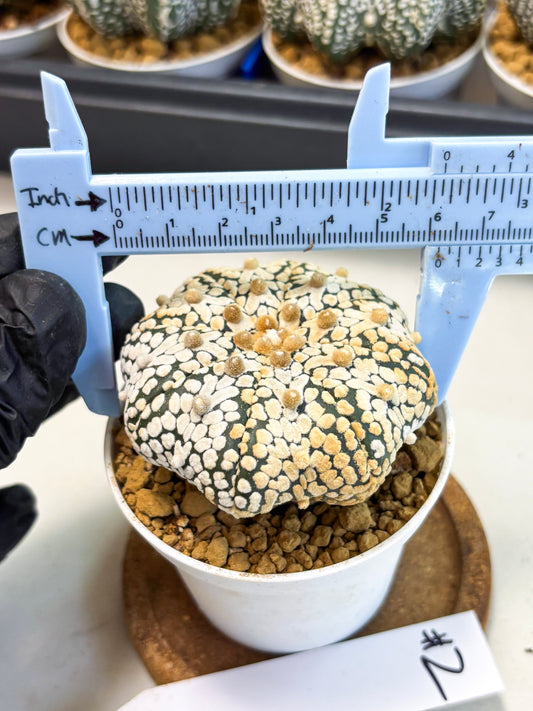 Astrophytum Star Shape (at4) (g2) | Imported Plant