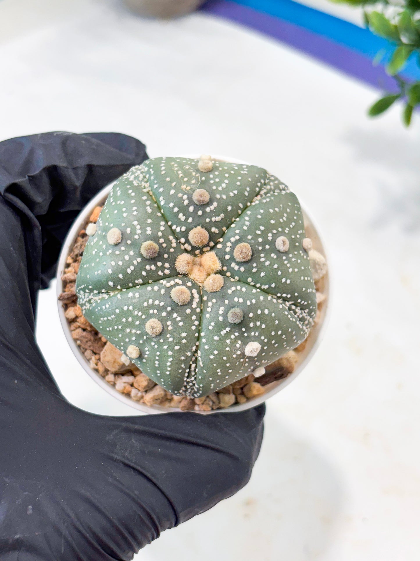 Astrophytum 5-Rib (T11) (y6) | Imported From Taiwan