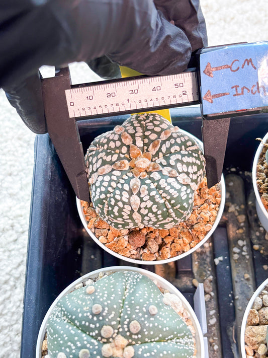 Astrophytum 5-Rib (T11) (y7) | Imported From Taiwan