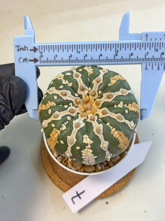 Astrophytum V Type Nudum (at9) (07) | Live Cactus