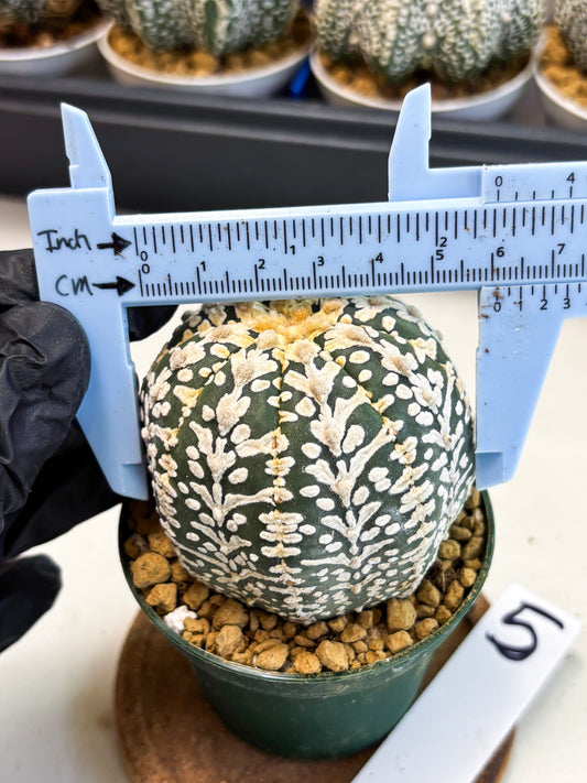Astrophytum V-Type (at4) (r5) | Ship from Nevada