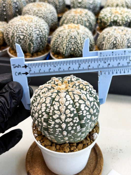 Astrophytum V-Type (at4) (r2) | Ship from Nevada