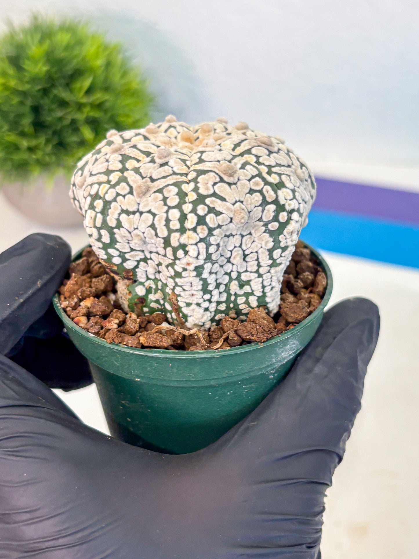 Astrophytum V Type (at5) (06) | Sea urchin cactus