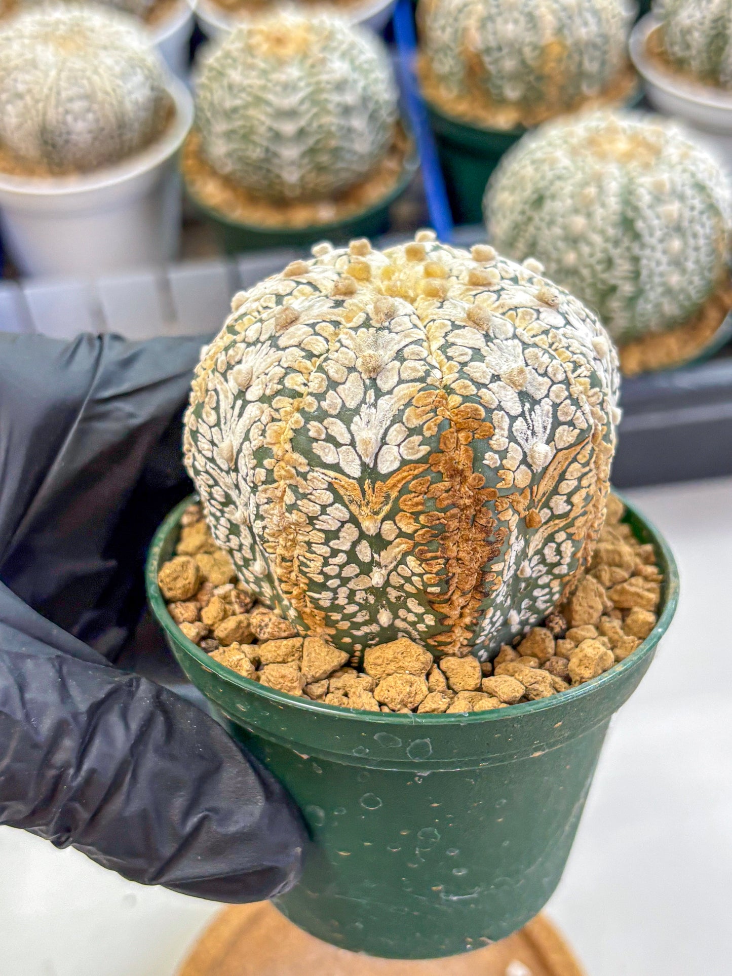 Astrophytum V Type (at2) (07) | Live Plant | Rare Collection