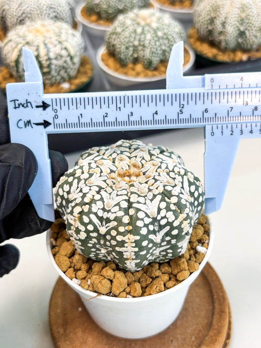 Astrophytum Star Shape (at2) (b2) | Japanese Import