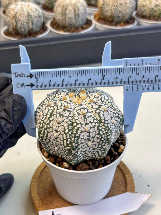 Astrophytum V Type (at5) (07) | Sea urchin cactus