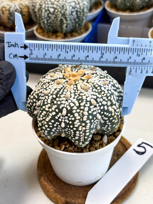 Astrophytum Star Shape (at4) (g5) | Imported Plant
