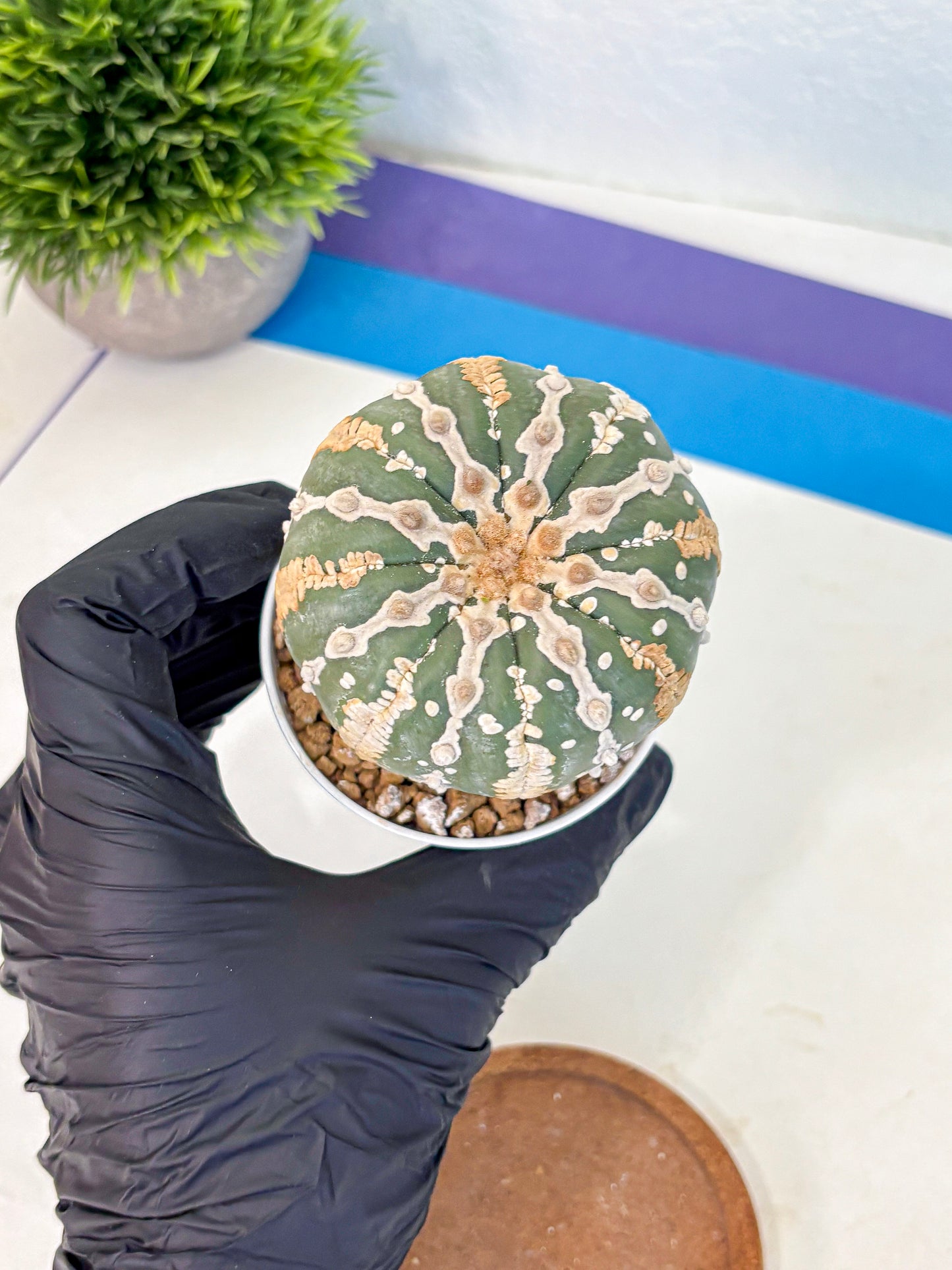 Astrophytum V Type Nudum (at9) (07) | Live Cactus