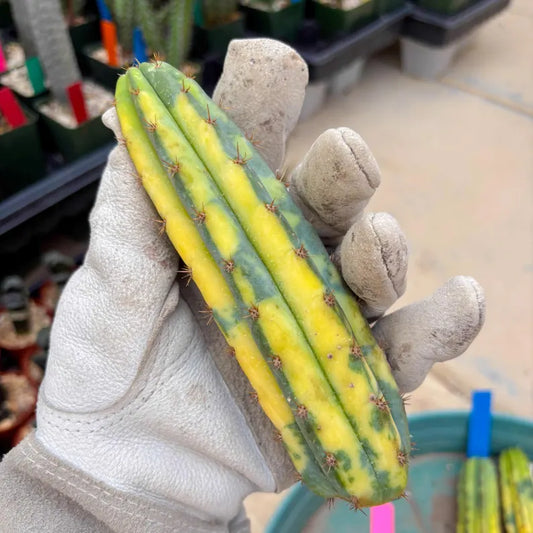 Variegated Cactus (Pink) | Can be used for Grafting