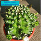 Gymnocalycium Montrose (G66)* | Cactus Plants | Succulents