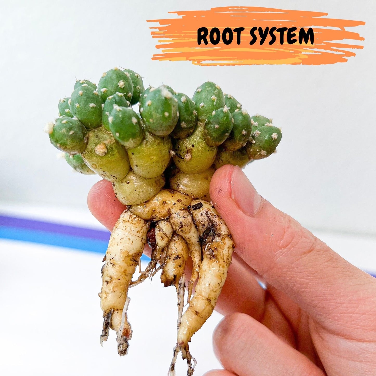 Tephrocactus Rossianus (g) | Imported Cactus