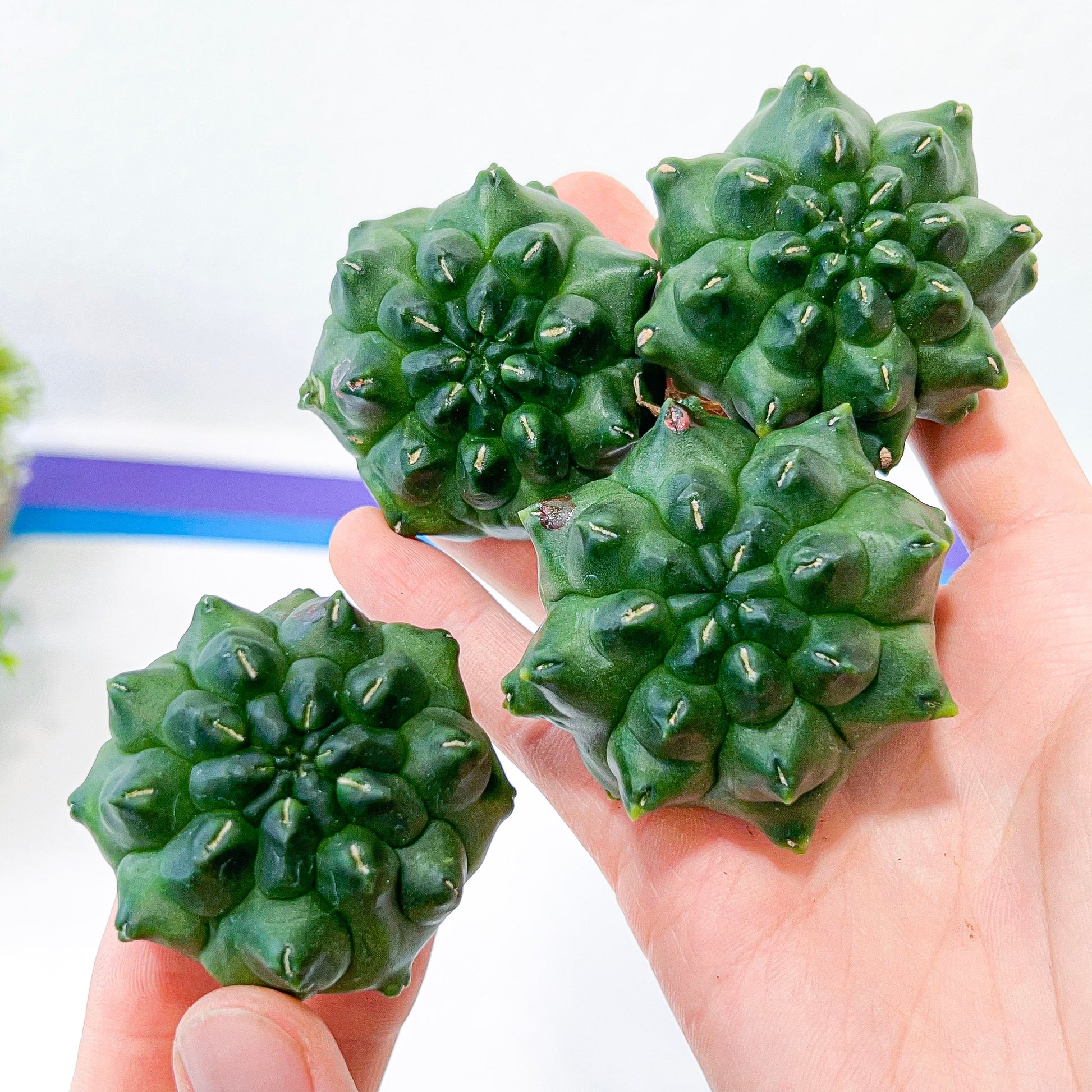 Gymnocalycium Montrose (T4) | Indoor Cactus | Beginners Plants | Grown From Seeds