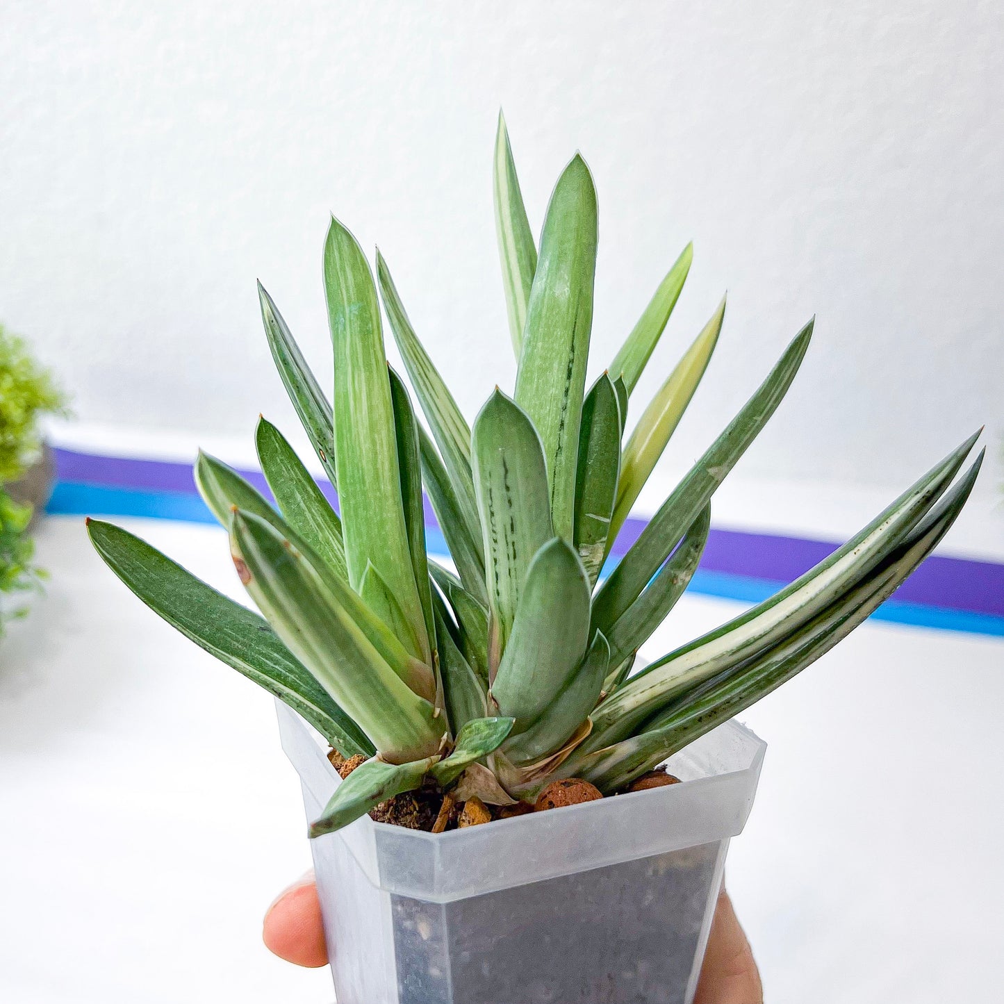 Rare Gasteria Hybrid (#F1) | South African Plants | Imported Plants
