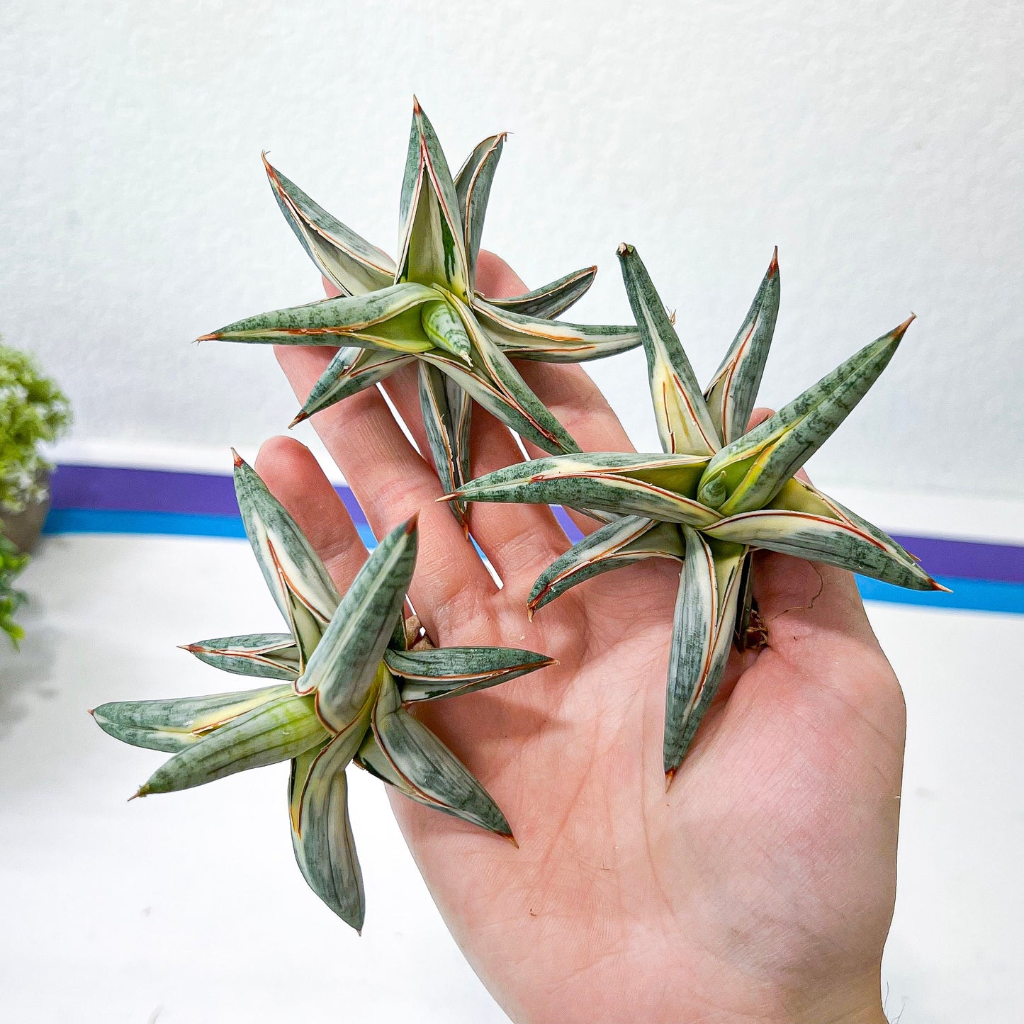 Sansevieria Blue Cone White Variegated | Snake Plant | Rare Imported Plants