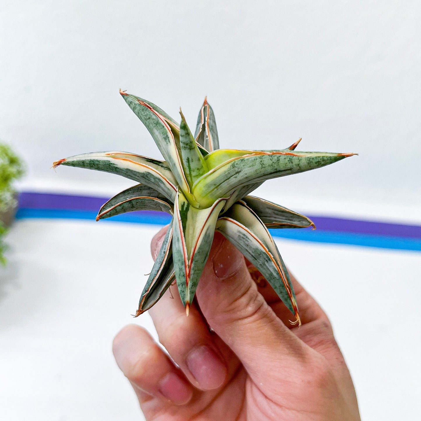 Sansevieria Blue Cone White Variegated | Snake Plant | Rare Imported Plants